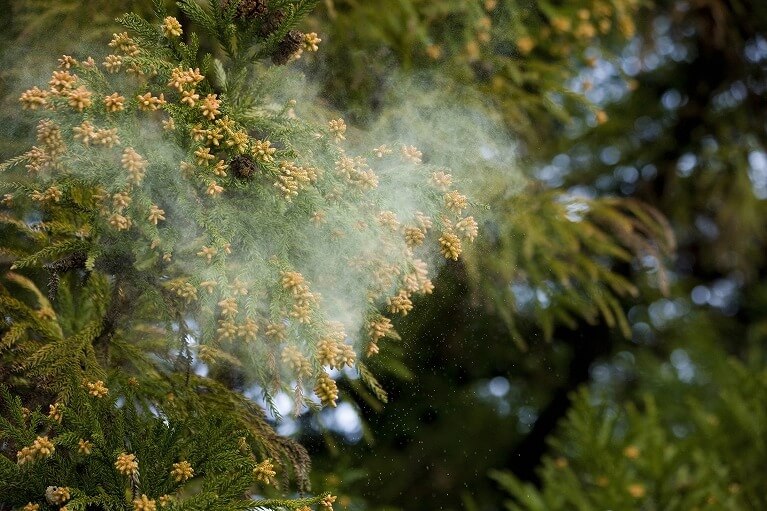 花粉症？アレルギー性鼻炎？